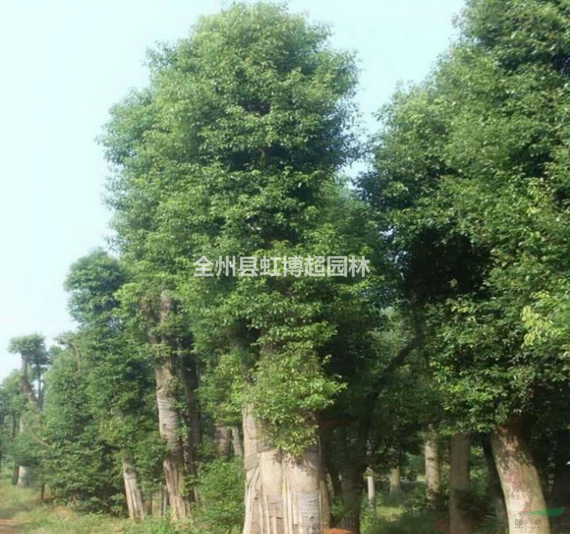 廣西桂林香樟行情報(bào)價(jià)/廣西桂林香樟圖片展示