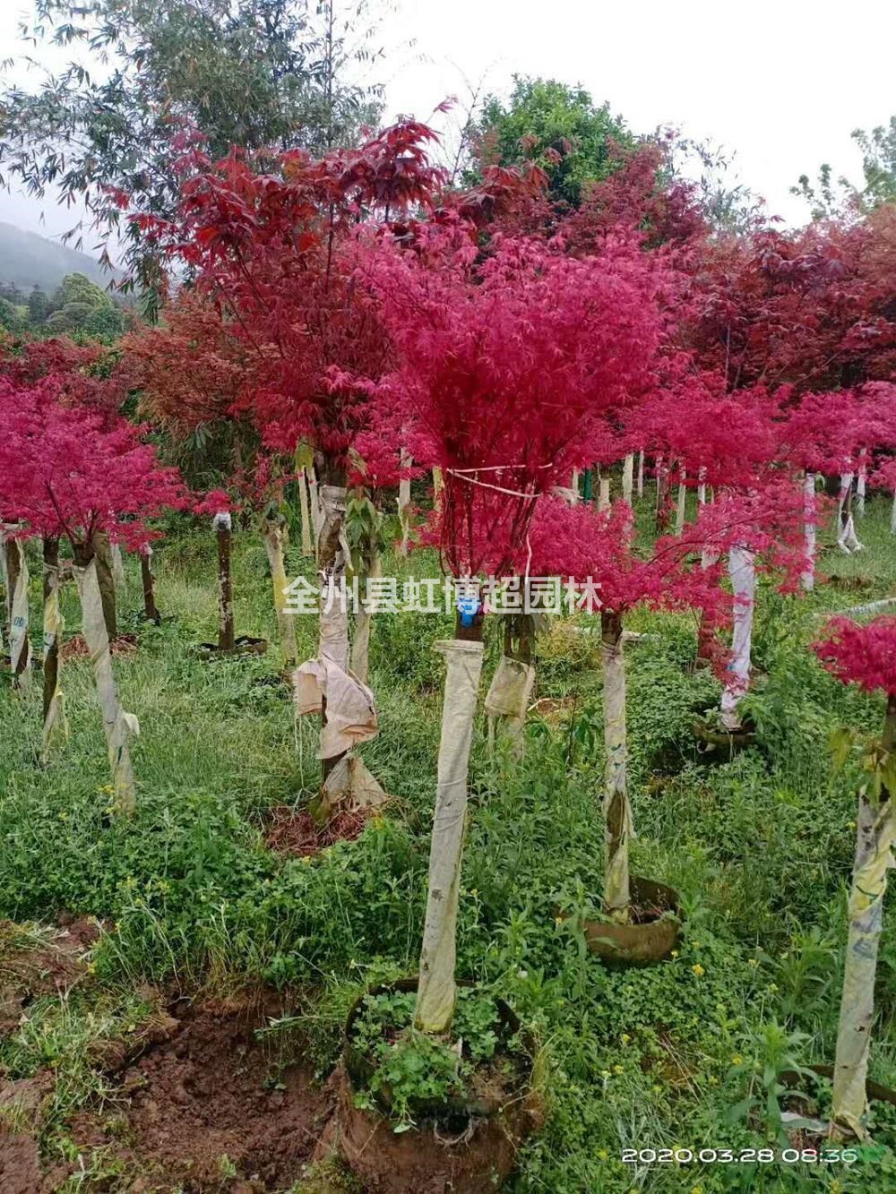 大小規(guī)格廣西桂林紅楓基地