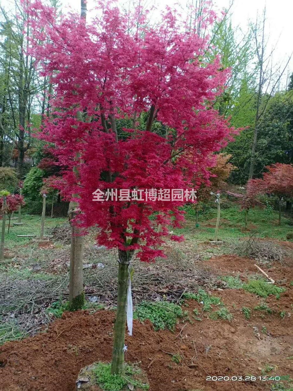 大小規(guī)格廣西桂林紅楓基地