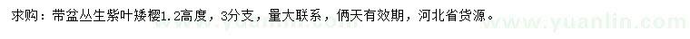 求購高1.2米叢生紫葉矮櫻