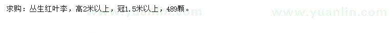 求購高2米以上叢生紅葉李