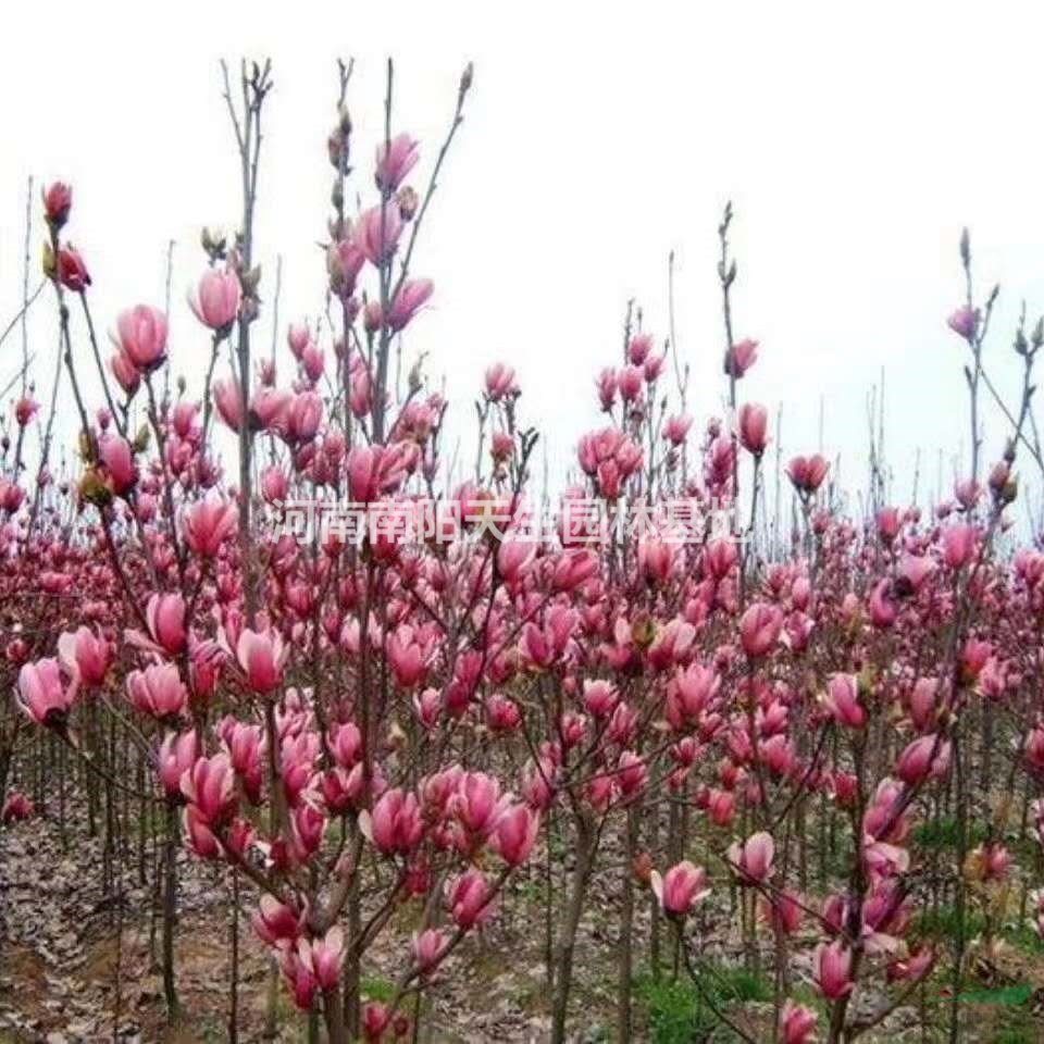 河南南陽紅玉蘭批發(fā)/供應(yīng)