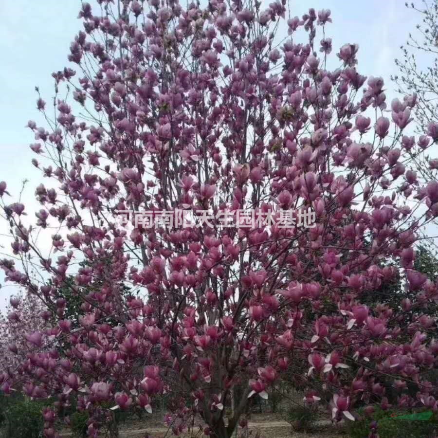 河南南陽紅玉蘭批發(fā)/供應(yīng)