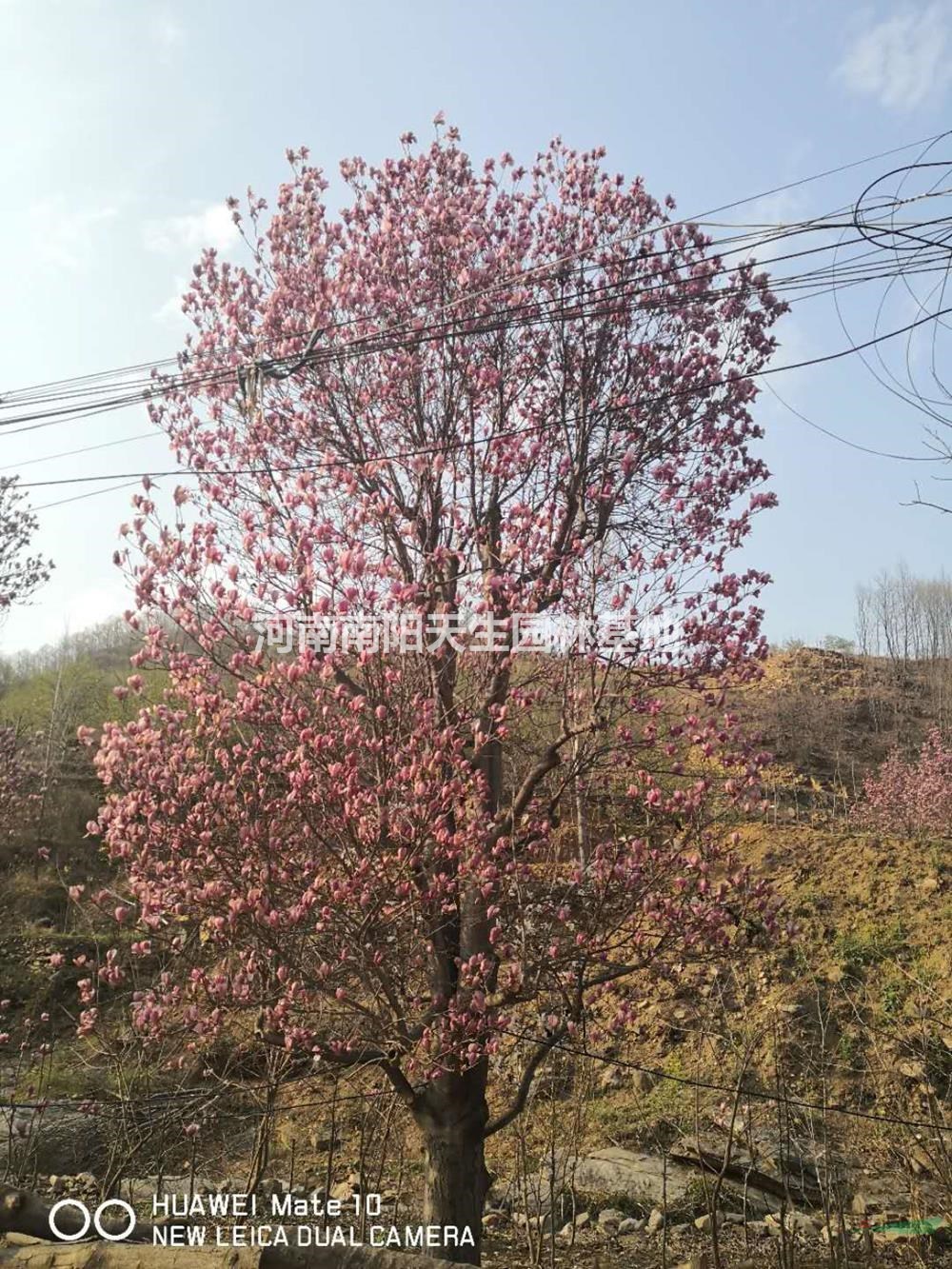 河南南陽(yáng)紅玉蘭介紹/特征/用途