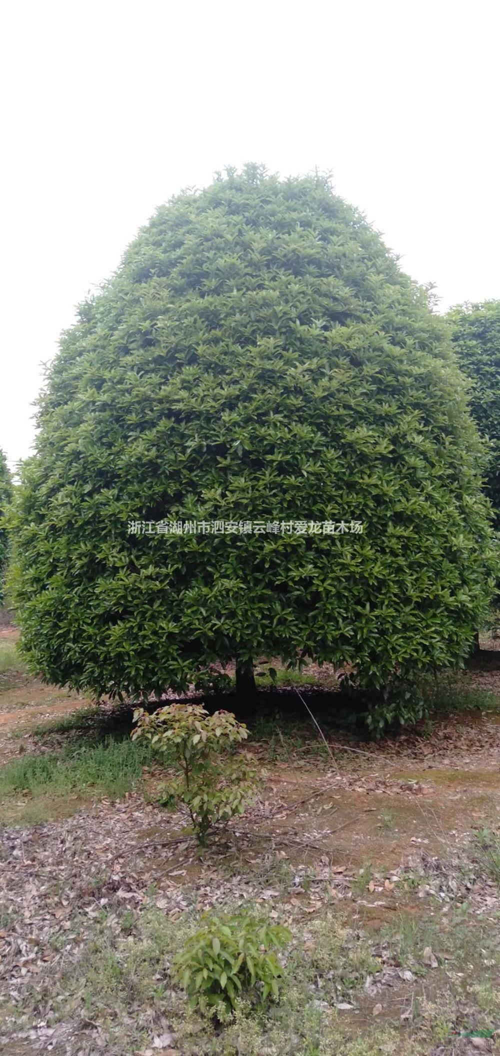 優質特價桂花 湖州桂花 浙江桂花樹產地直銷