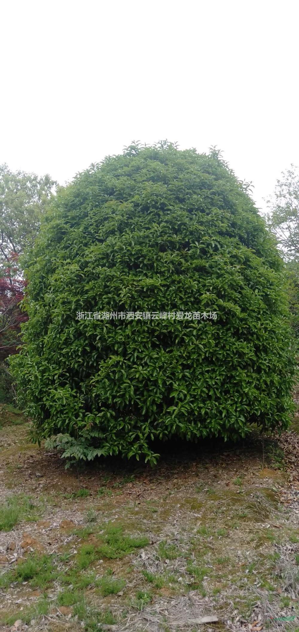 優質特價桂花 湖州桂花 浙江桂花樹產地直銷