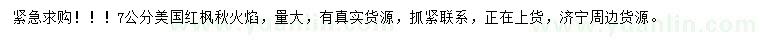 求購(gòu)7公分美國(guó)紅楓秋火焰