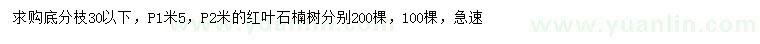 求購P2米紅葉石楠樹