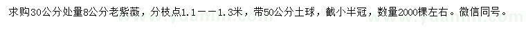 求購30量8公分老紫薇