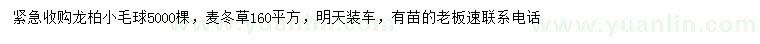 求購(gòu)龍柏小毛球
