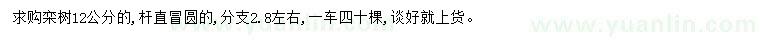 求購12公分欒樹