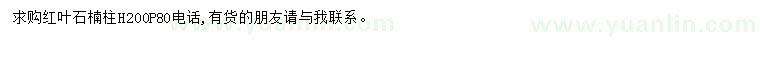 求購(gòu)高200公分紅葉石楠柱