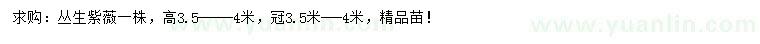 求購高3.5-4米叢生紫薇