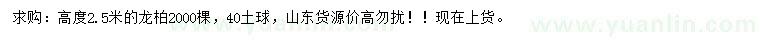 求購高2.5米龍柏