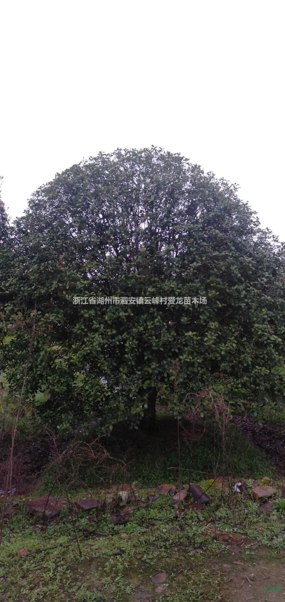 浙江[产品]/浙江桂花 长兴桂花树 湖州桂花价格价格/报价
