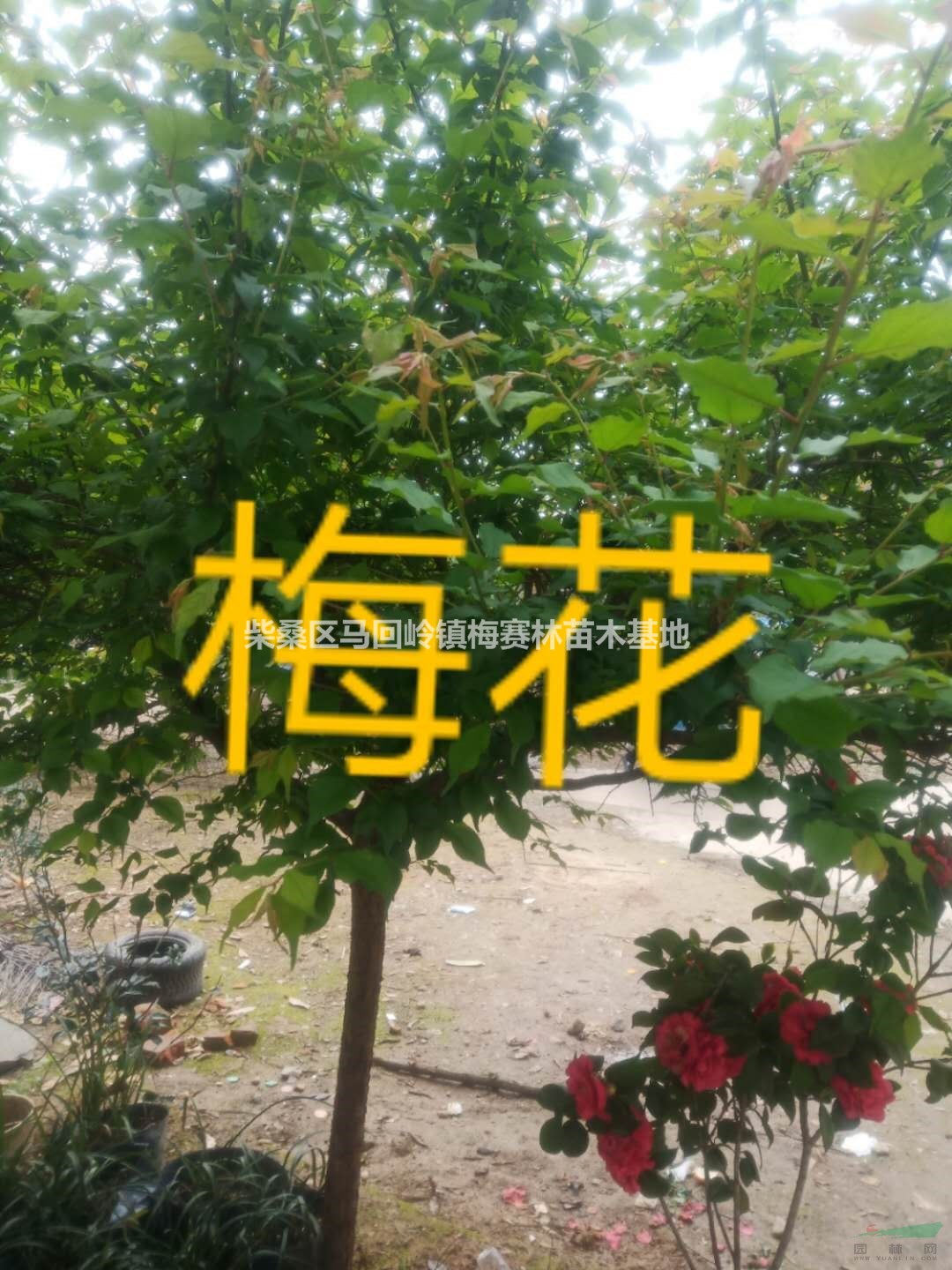 大小規(guī)格江西九江梅花基地