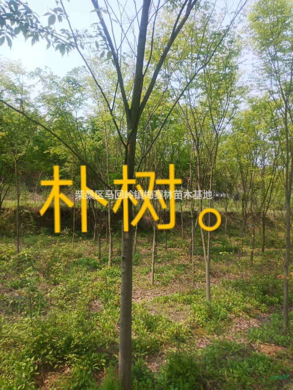 優(yōu)質(zhì)特價江西九江樸樹產(chǎn)地直銷