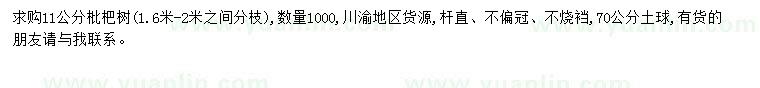 求購11公分枇杷樹