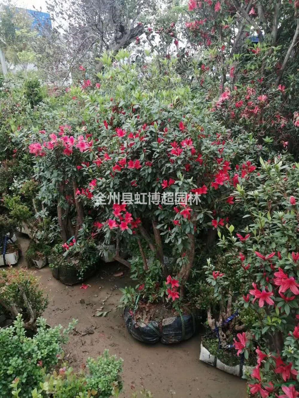 優(yōu)質特價廣西桂林映山紅產(chǎn)地直銷