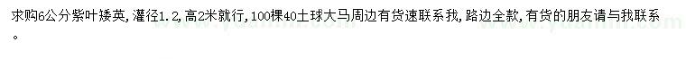 求購6公分紫葉矮英