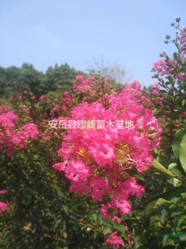 紫薇 百日红 痒痒树