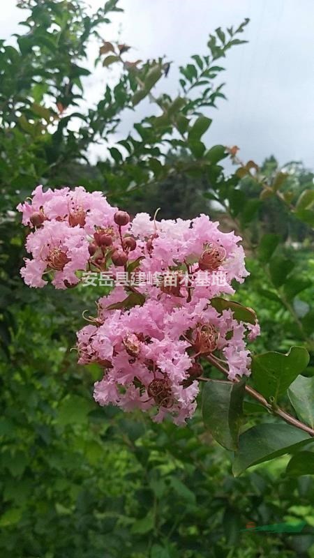 紫薇 百日红 痒痒树