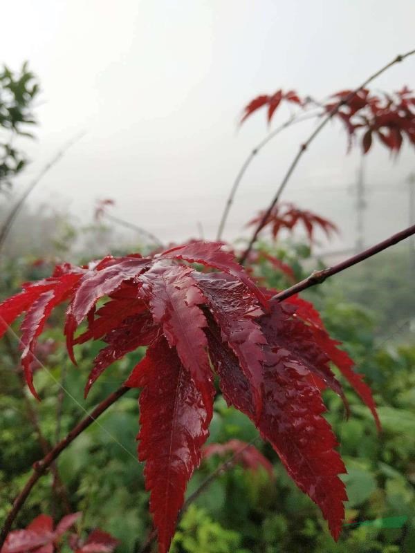 四川省资阳市安岳县剑锋苗木基地-红枫苗