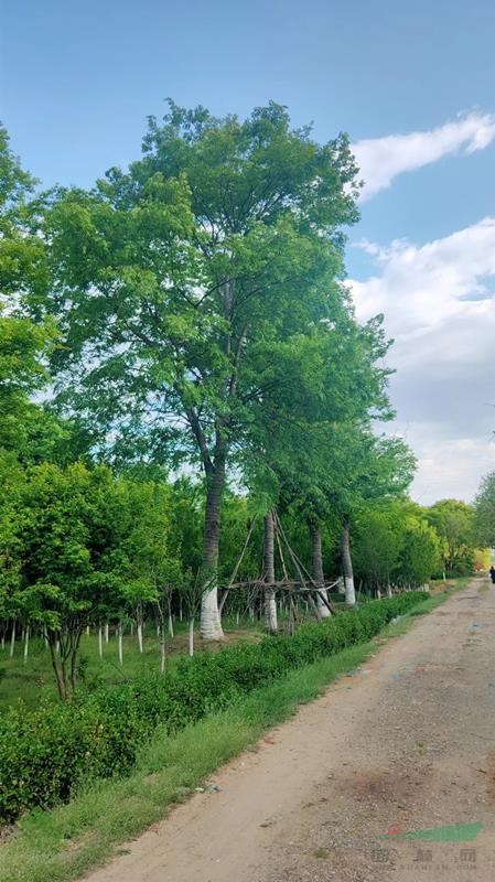 25-30大七葉樹(shù)北京大苗圃基地購(gòu)樹(shù)木市排價(jià)