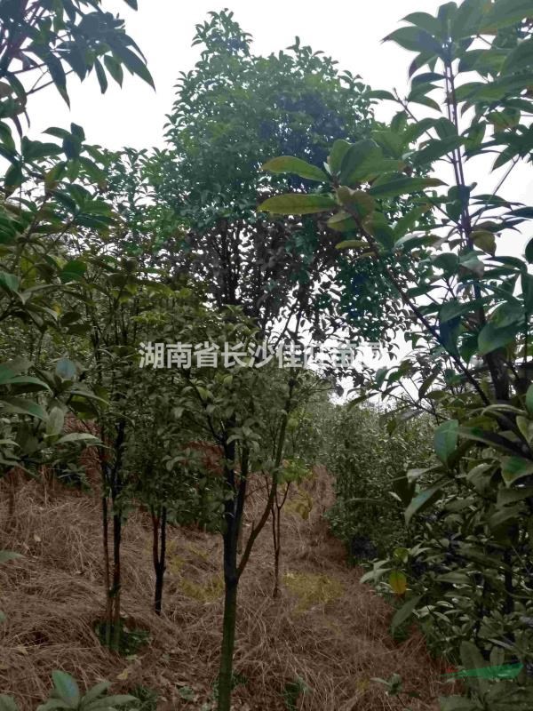 低價(jià)供應(yīng)3-5公分桂花，品種有丹桂，金桂，四季桂等