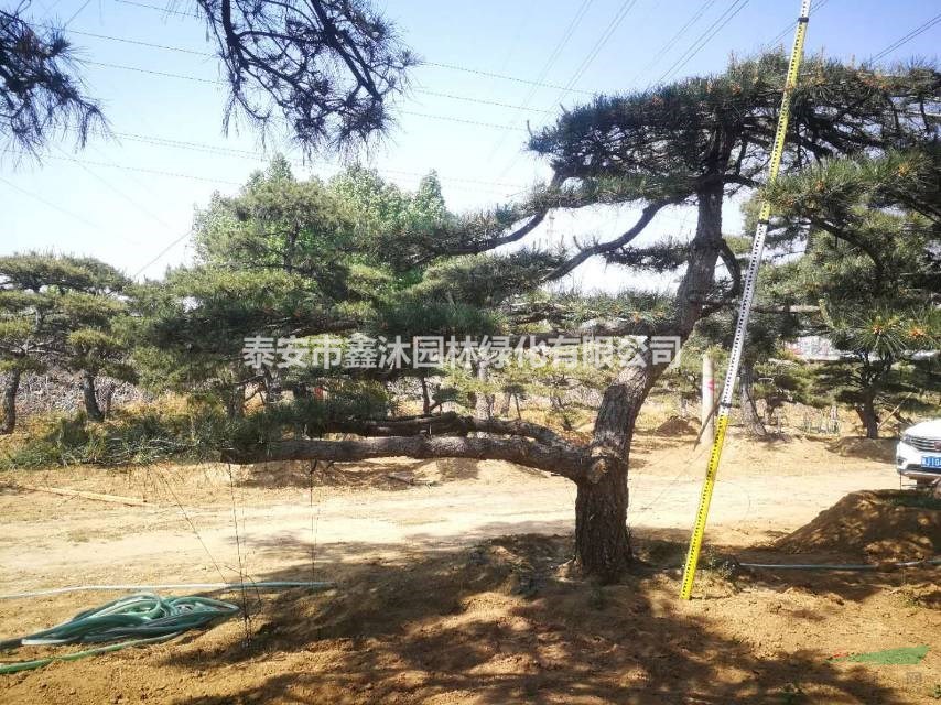 高檔精品造型松