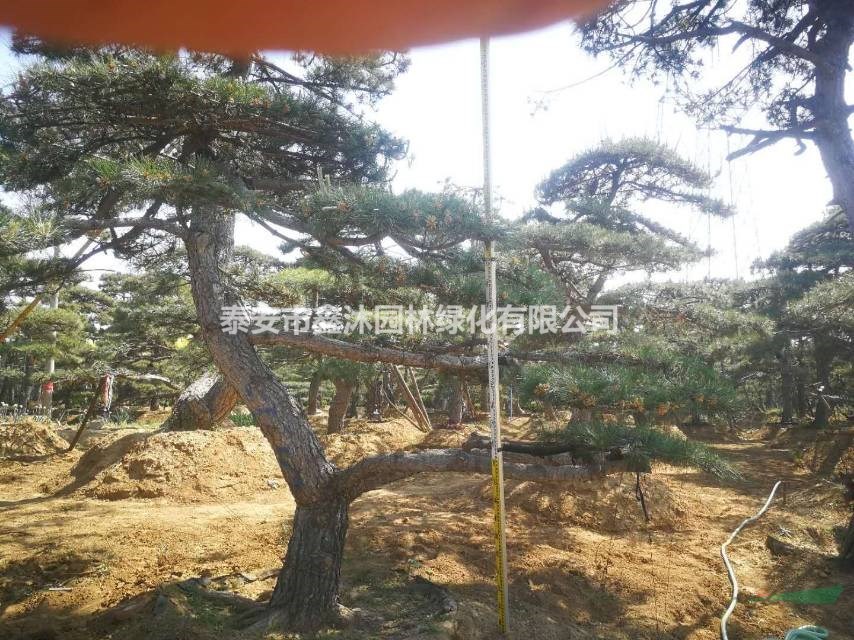 高檔精品造型松