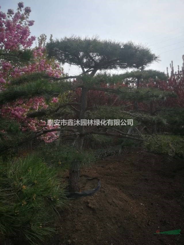工程處大量景觀松
