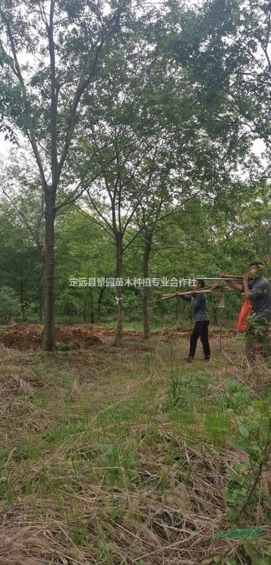 安徽滁州樸樹