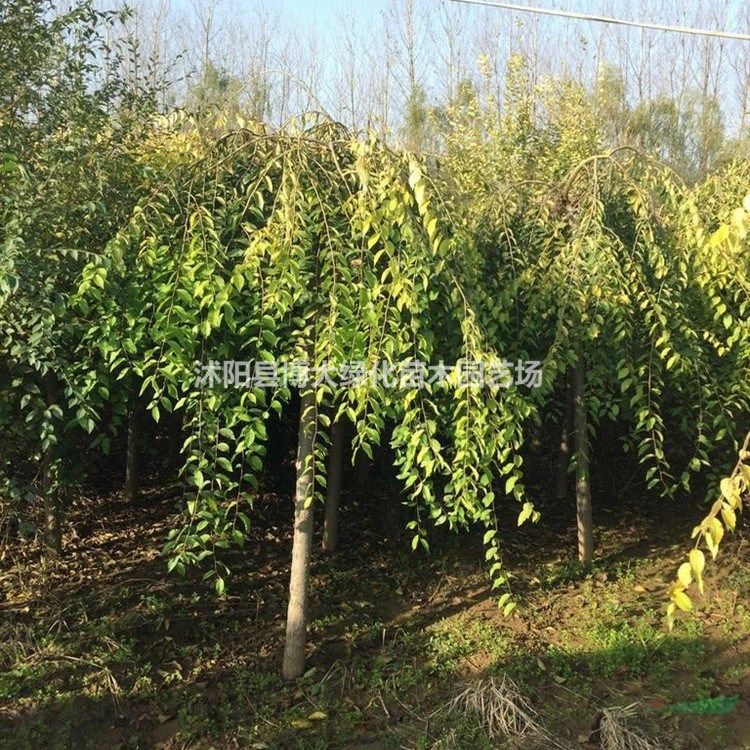 供應(yīng)垂榆 4-15公分金葉垂榆價(jià)格 金葉垂榆樹 物優(yōu)價(jià)廉