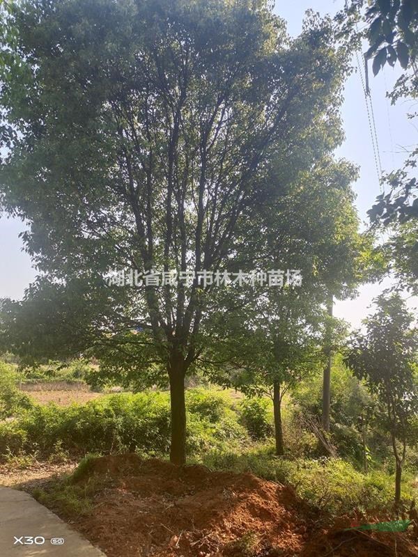 湖北咸宁供应香樟树，朴树，广玉兰