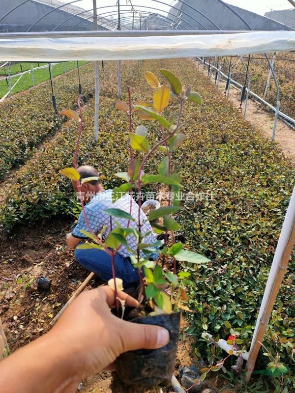 盆栽金银花苗-红花金银花销售基地