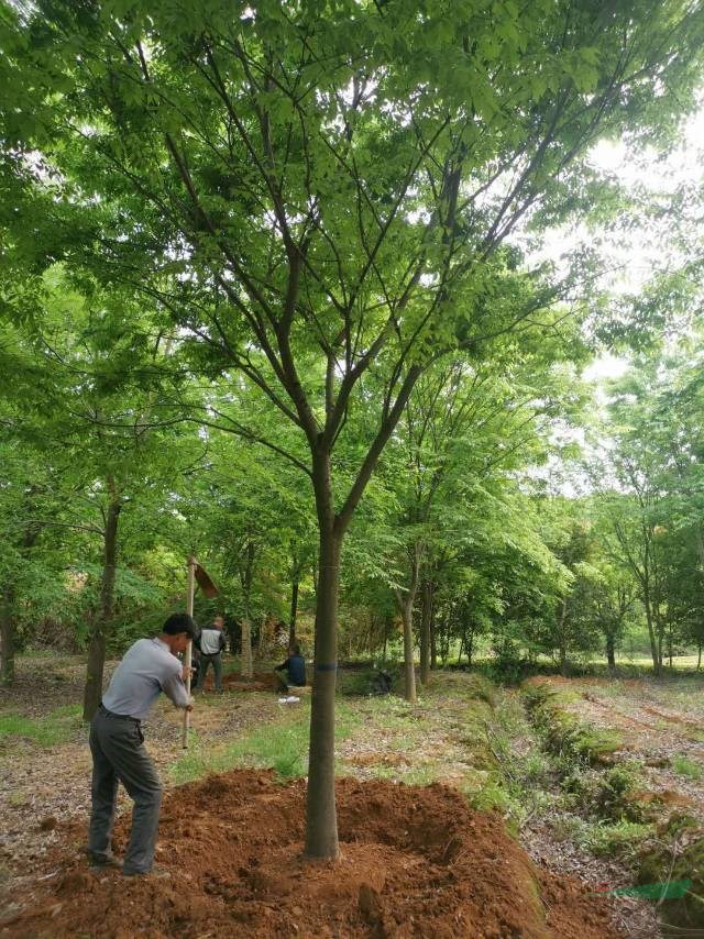 安徽櫸樹批發(fā)便宜 出售各種規(guī)格紅櫸樹 合肥櫸樹今年價(jià)格便宜