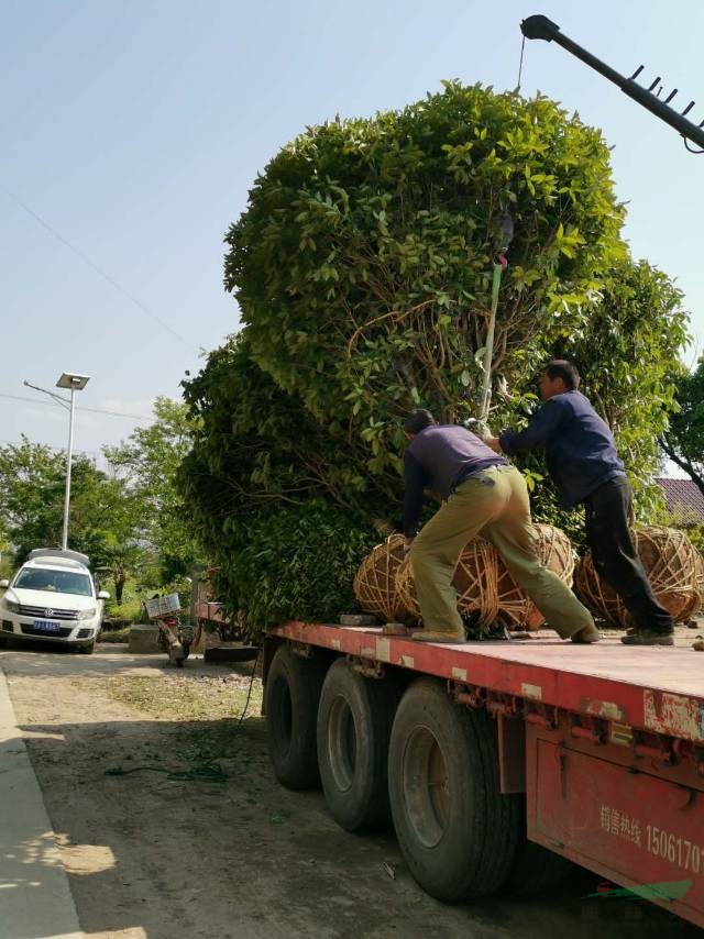 合肥桂花批发今年买桂花树到合肥全冠桂花批发价格便宜一级桂花树