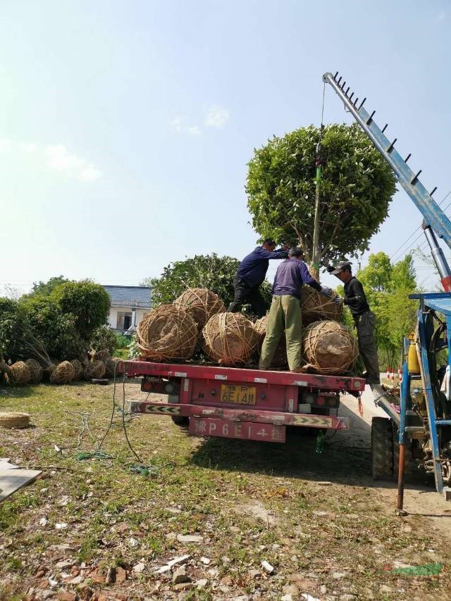 合肥桂花批发今年买桂花树到合肥全冠桂花批发价格便宜一级桂花树