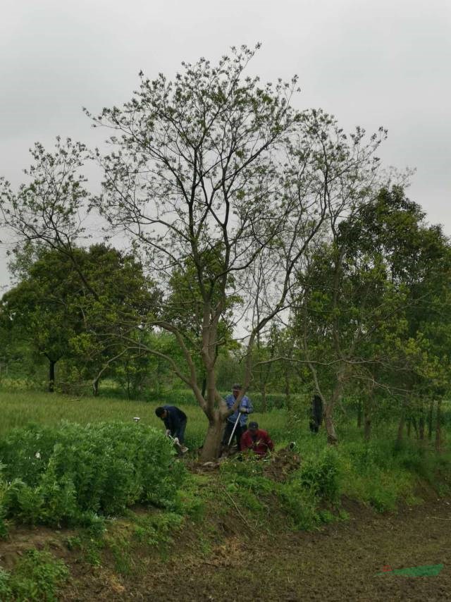 合肥大規(guī)格烏桕樹合肥烏桕小苗買大規(guī)格烏桕樹可以到合肥安徽的烏