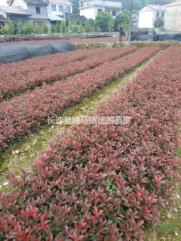 色块小苗，数量上百万，红花继木，杜鹃，红叶石楠，大小叶栀子，