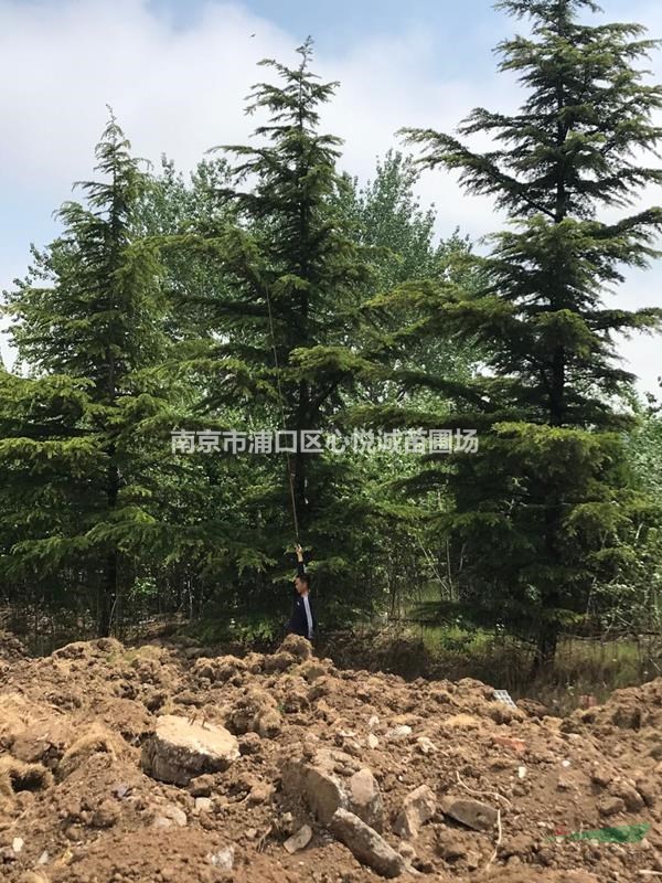 大規(guī)格雪松 16公分18公分20公分雪松價格真實貨源