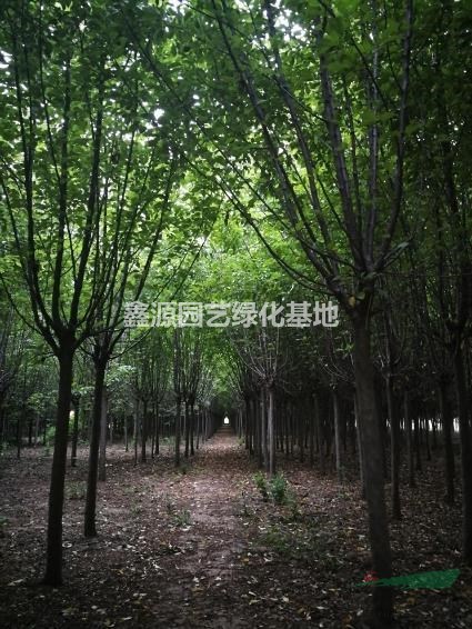 基地直供白蜡海棠女贞苗木采购行道树工程苗