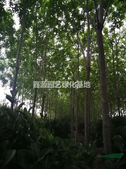 基地直供白蜡海棠女贞苗木采购行道树工程苗