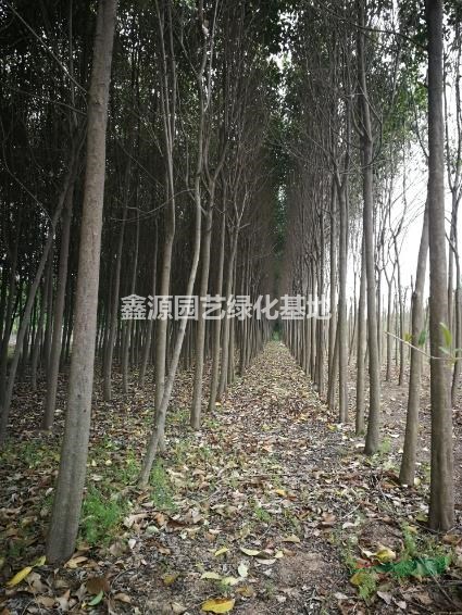 基地直供白蜡海棠女贞苗木采购行道树工程苗