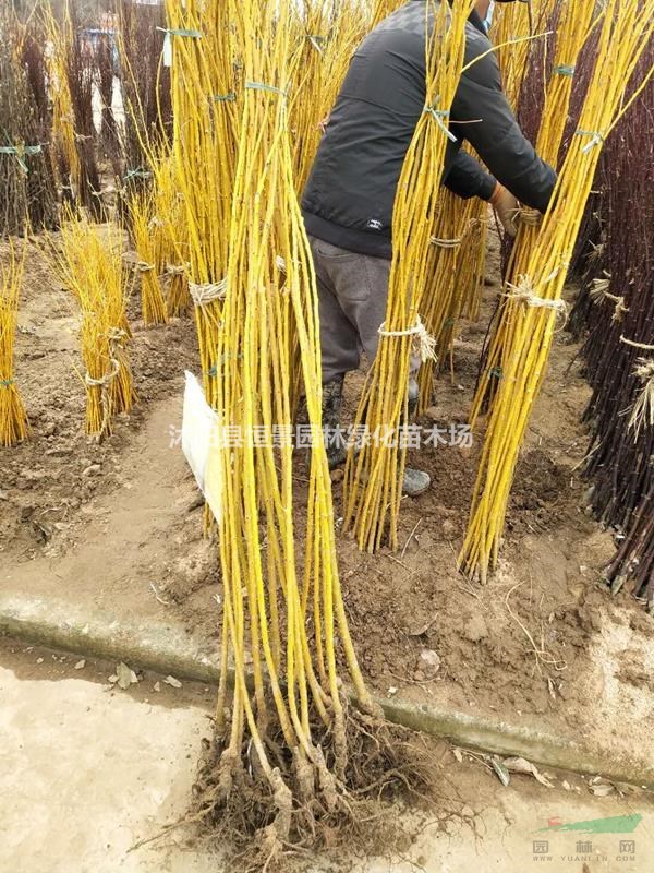 供應(yīng)黃金槐 價格 黃槐產(chǎn)地 黃金槐苗圃基地