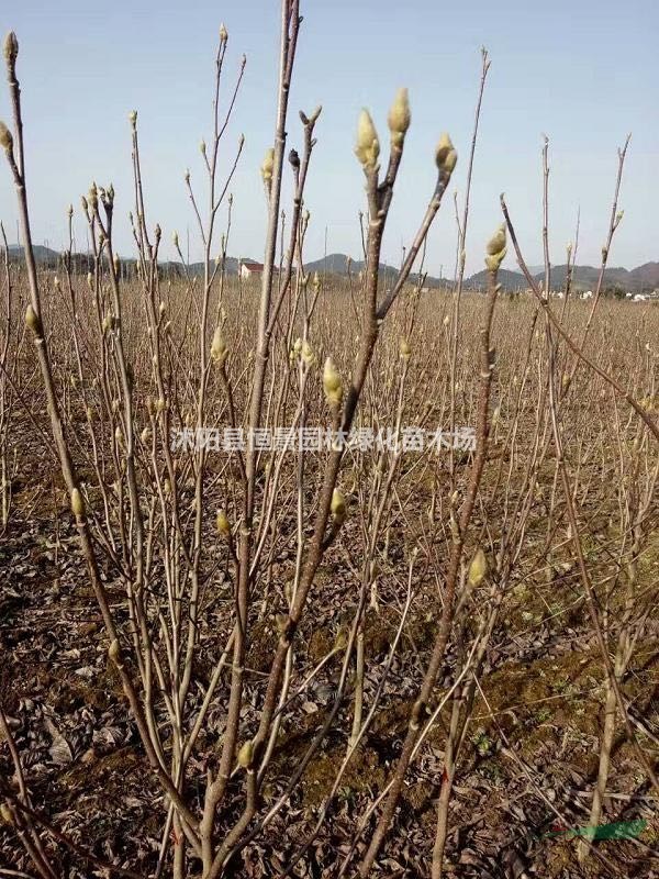黃玉蘭價(jià)格_黃玉蘭基地_黃玉蘭苗圃_基地直銷