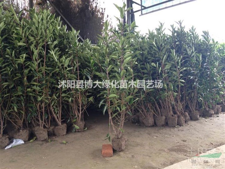 供應法國冬青 50-200公分法國冬青價格 籬笆苗 量大價低