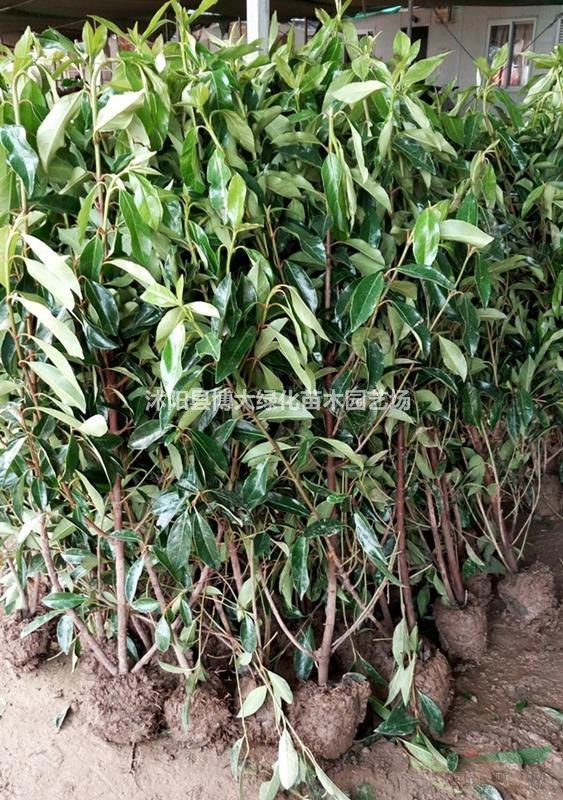 供應法國冬青 50-200公分法國冬青價格 籬笆苗 量大價低