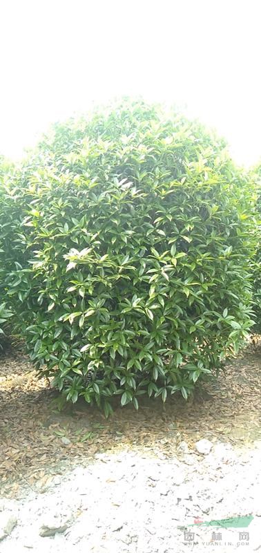 兩米大桂花球價(jià)格 直徑2米桂花球價(jià)格